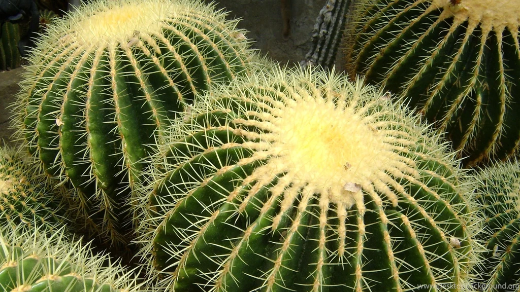 Cactus Wallpapers