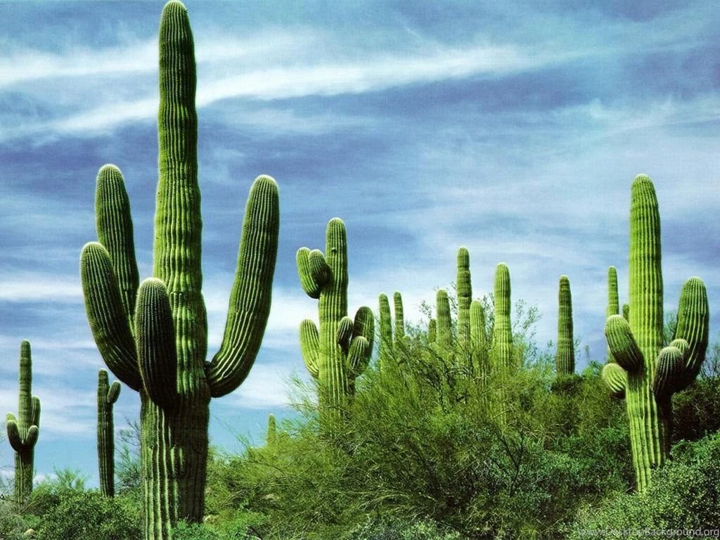 Interesting Shape Of Cactus Leaves