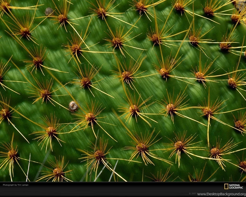 Prickly Pear Cactus Picture, Prickly Pear Cactus Desktop Wallpapers ...