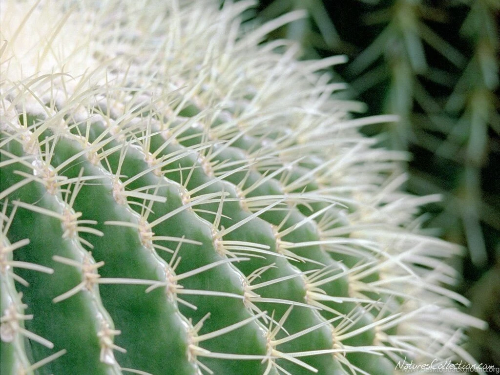 Different Cactus Wallpapers
