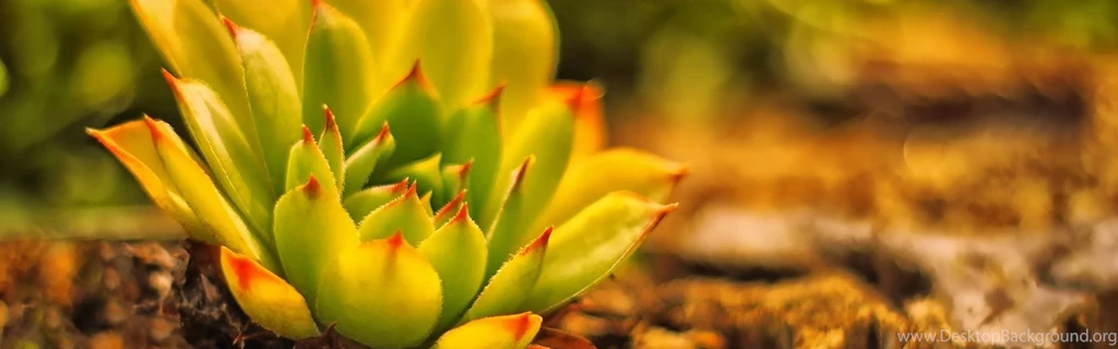 Download Wallpapers 3840x1200 Hedgehog, Cactus, Spines, Lie Dual ...