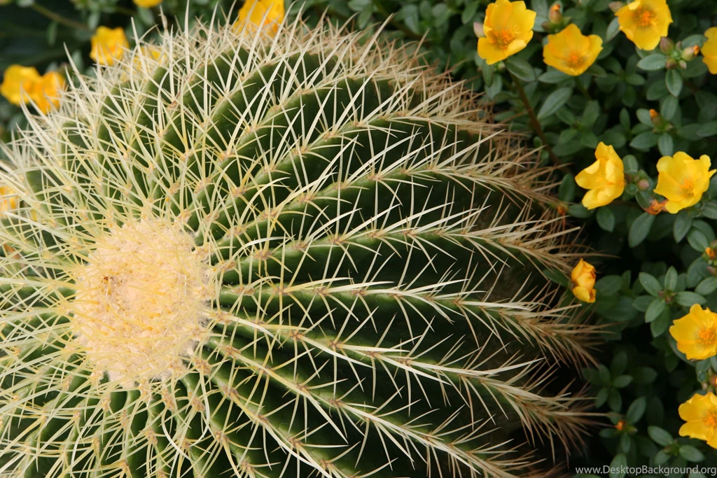 Golden Barrel Cactus HD Wallpapers
