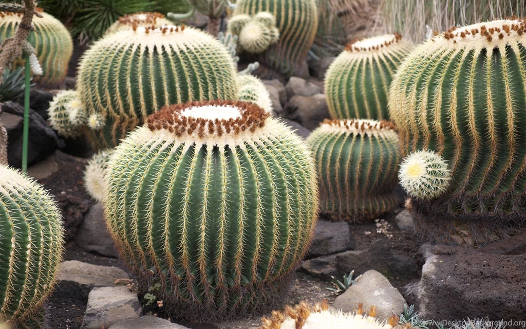 Special Cactus Wallpapers