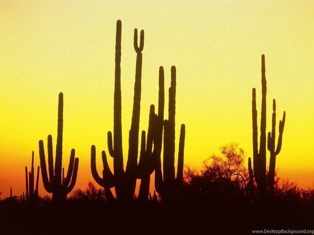Cactus Wallpapers