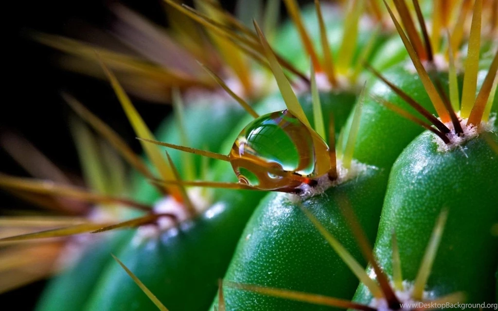 Download Wallpapers 1920x1200 Cactus, Flower, Thorns, Macro ...
