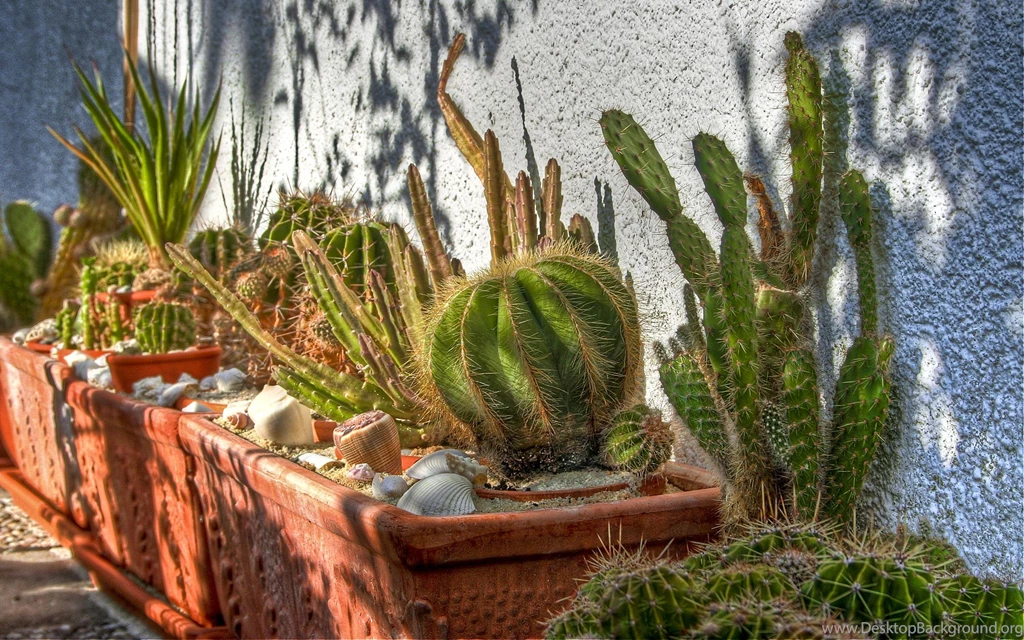 Cactus Wallpapers >> Backgrounds With Quality HD