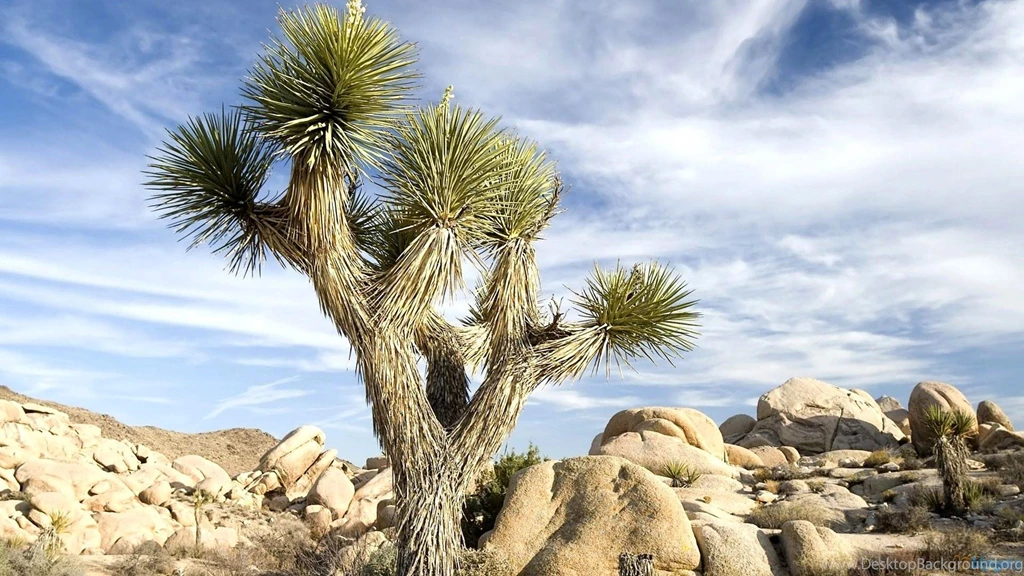 Desert Rocks Cactus >> HD Wallpaper, Get It Now!