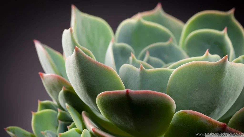 Echeveria Cactus HD Desktop Wallpapers : Widescreen : High ...