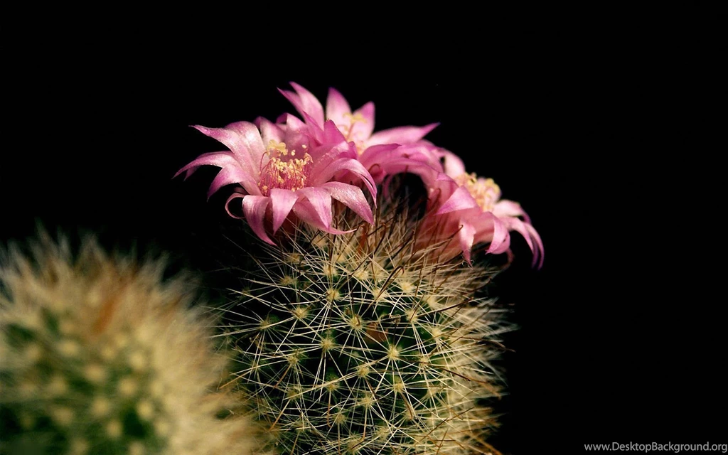 Awesome Cactus Flower HD Wallpapers.jpg