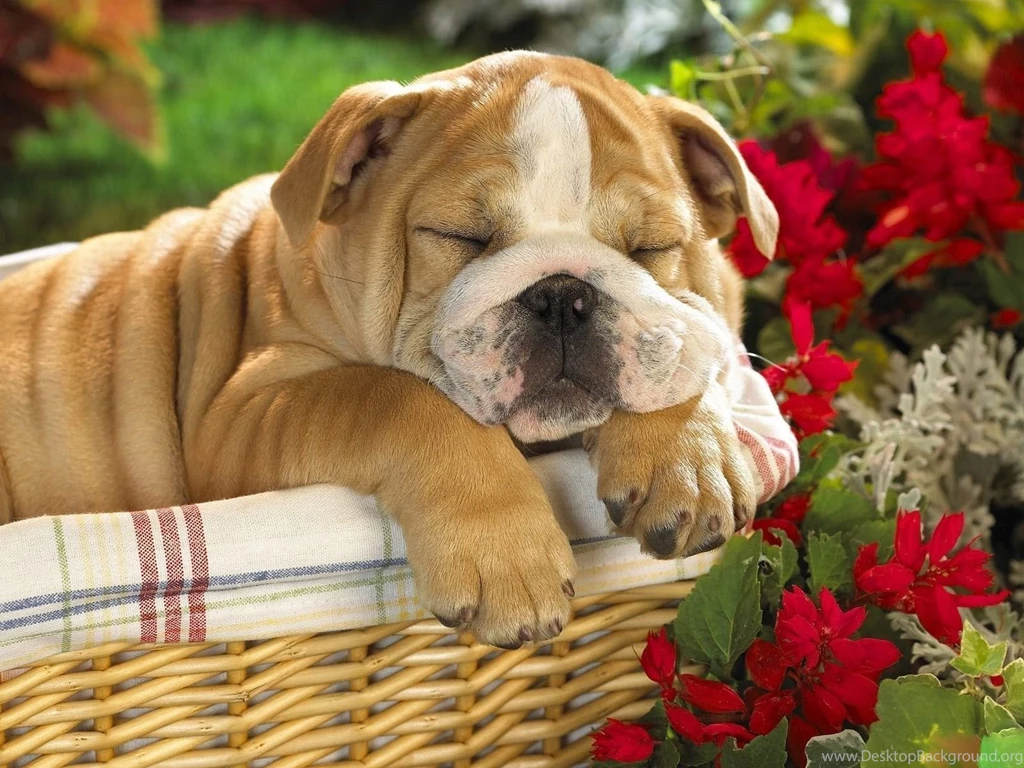 English Bulldog Desktop Wallpapers