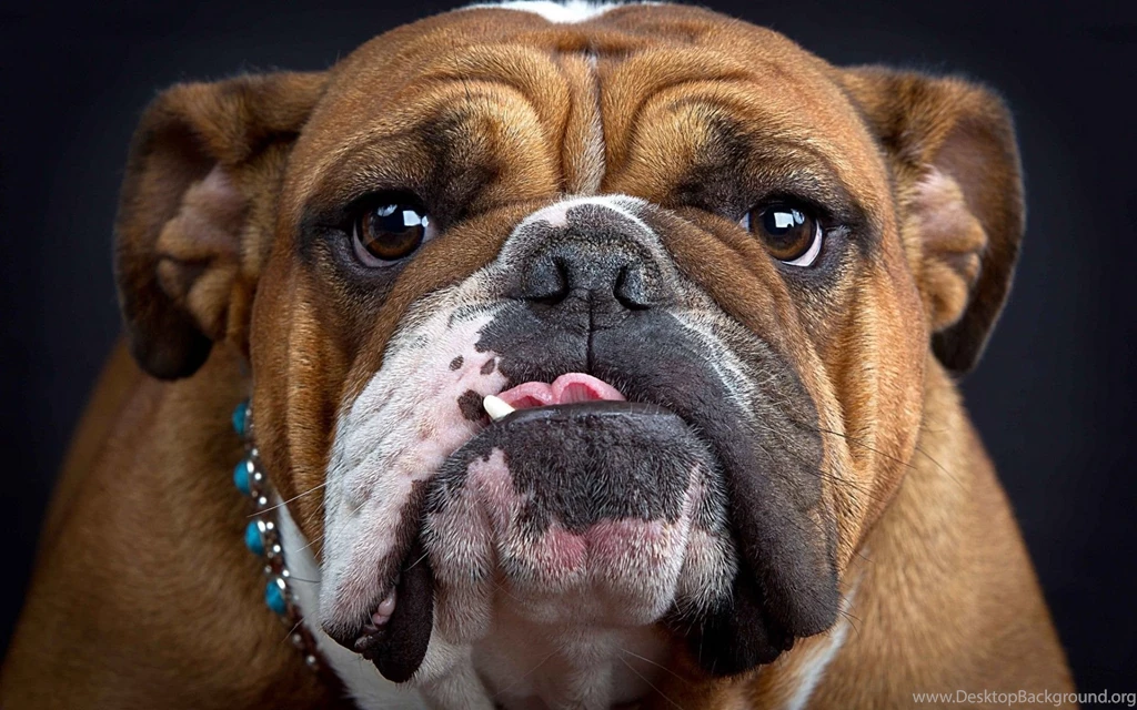 5 English Bulldog HD Wallpapers