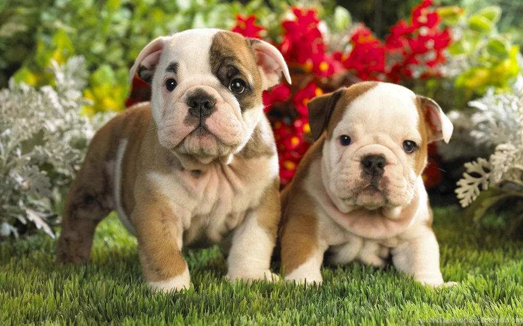 Bulldog Wallpapers HD Backgrounds Download • IPhones Wallpapers