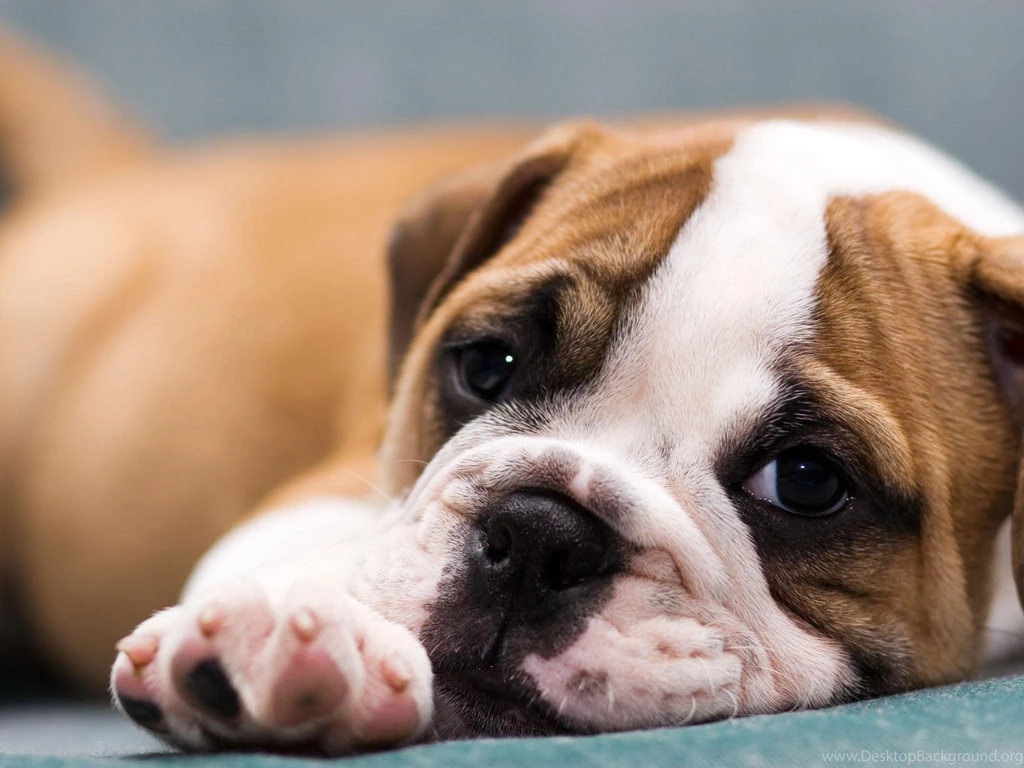 Cute Puppies Bulldog Wallpapers For Android