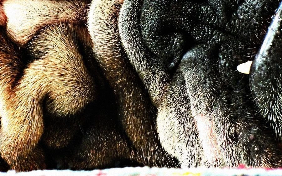 Buddy Bulldog Wallpapers By Hamex On DeviantArt