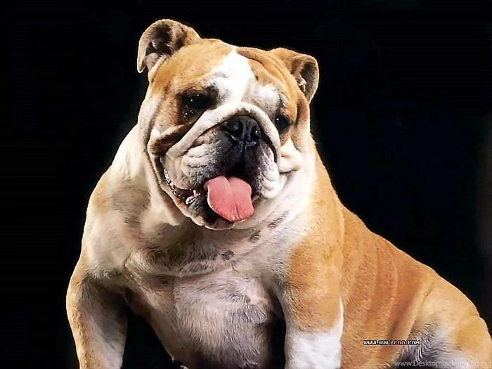 Bulldog Wallpapers HD Backgrounds Download • IPhones Wallpapers