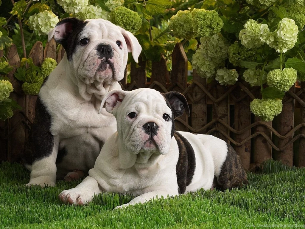 American Bulldog Wallpapers