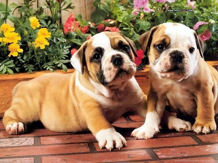 My Dogs Bulldogs & Puppies Wallpapers Wallcoo.net