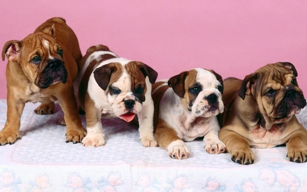 Four Bulldogs Baby 1920x1200 Wallpapers,Bulldog 1920x1200 ...