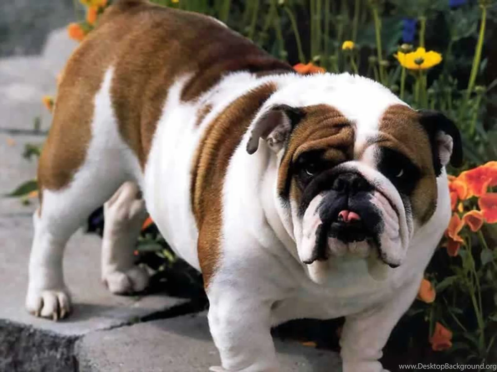 English Bulldog Wallpapers In Hd. Bulldog Wallpapers Free ...