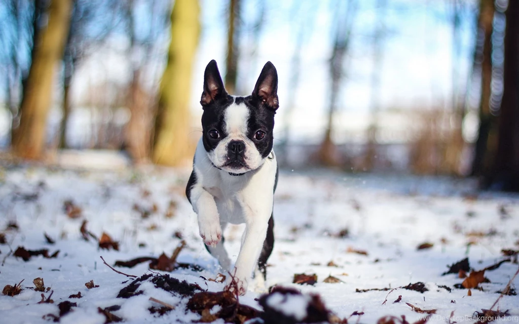 French Bulldog Computer Wallpapers, Desktop Backgrounds ...
