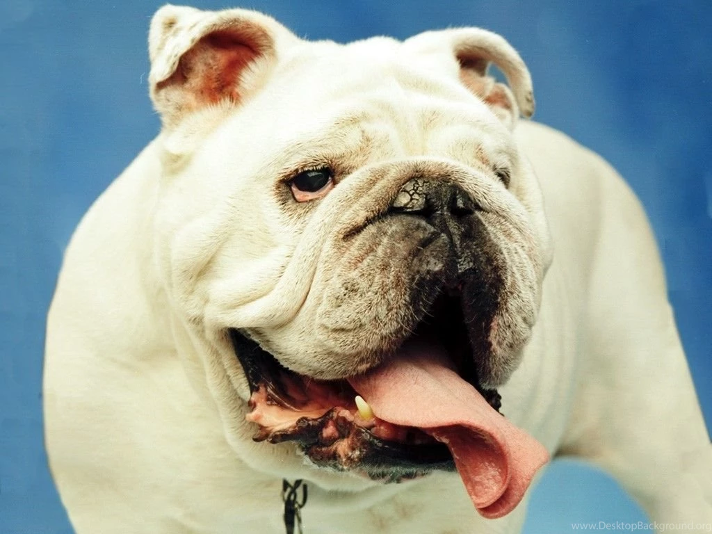Bulldog Dogs Wallpapers (13789127) Fanpop