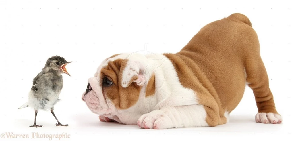 Baby bulldog playing with chick wallpaper.jpg
