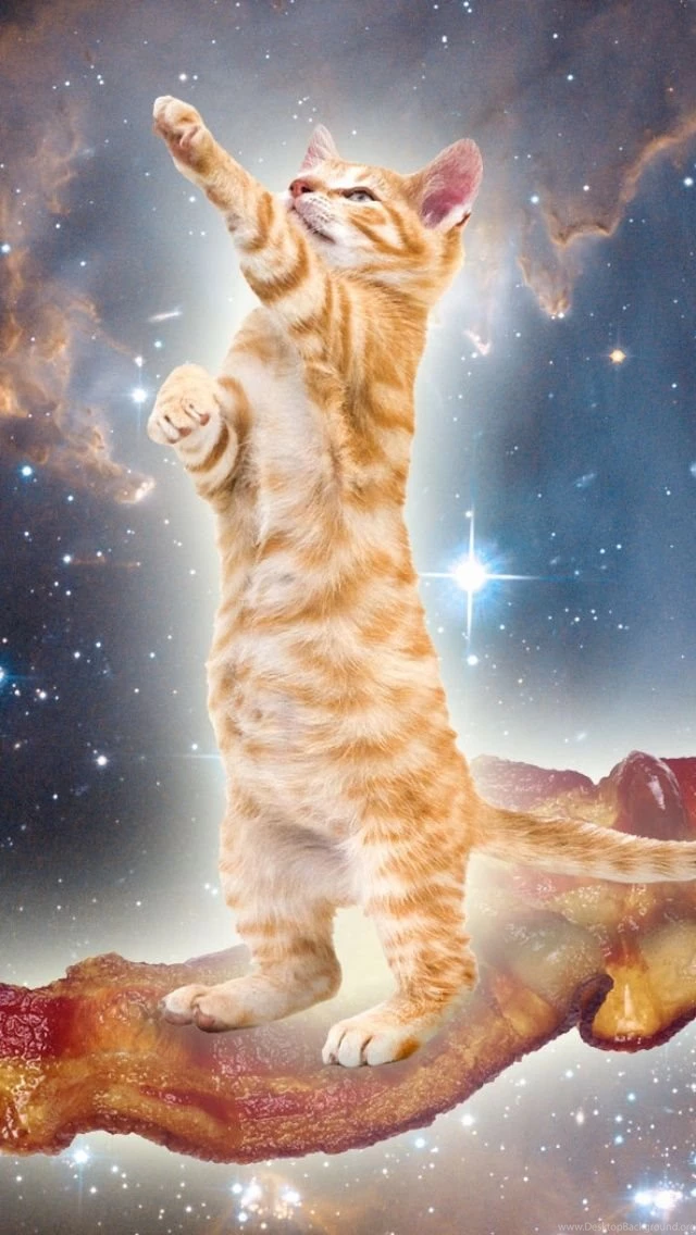 Space Cat iPhone 5 Wallpapers