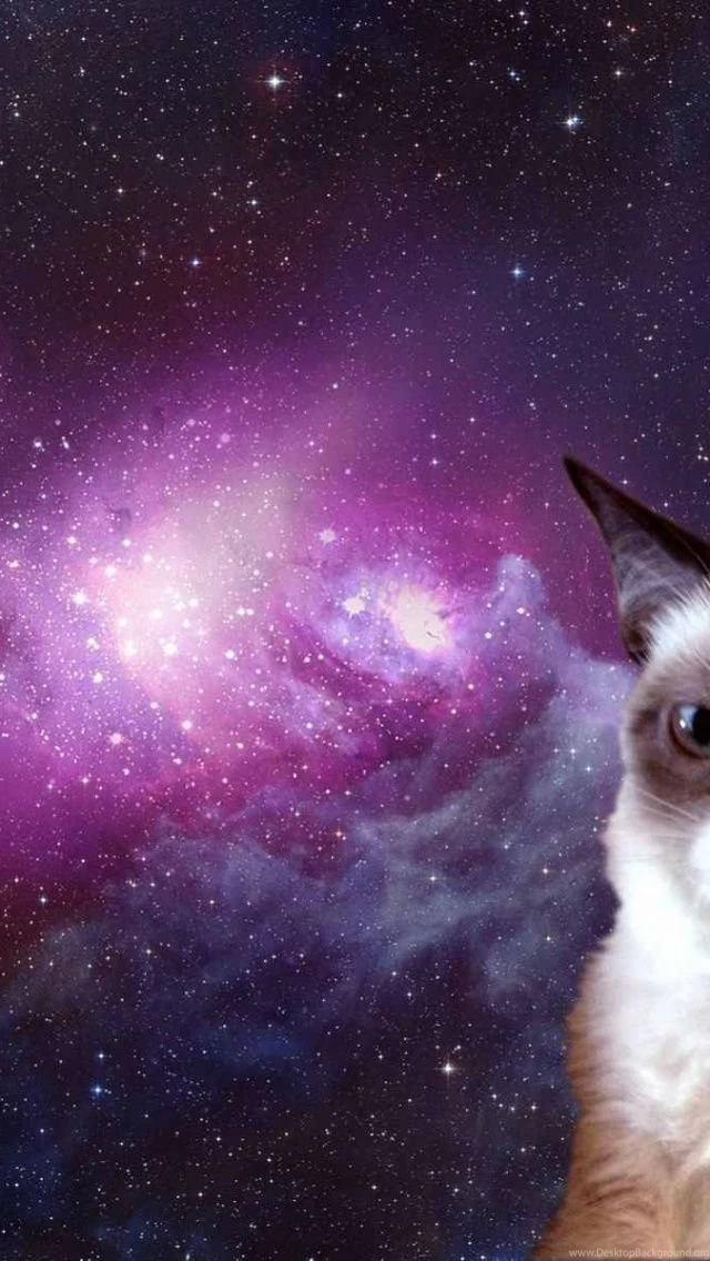 Cat In Space iPhone 5 Wallpapers