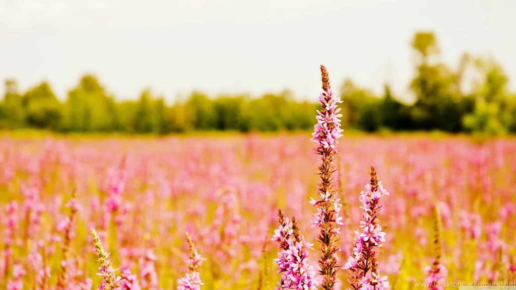 Flower Wallpapers Pictures GS1