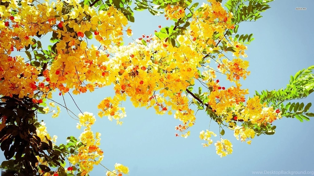 Flower Wallpapers Best MM9