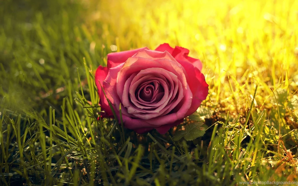 Flower Wallpapers 16 O