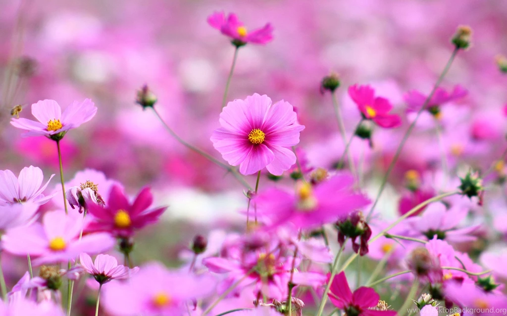 World's Top 100 Beautiful Flowers Images Wallpapers Photos Free ...