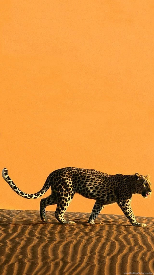 Cheetah iPhone 5 Wallpapers (640x1136)