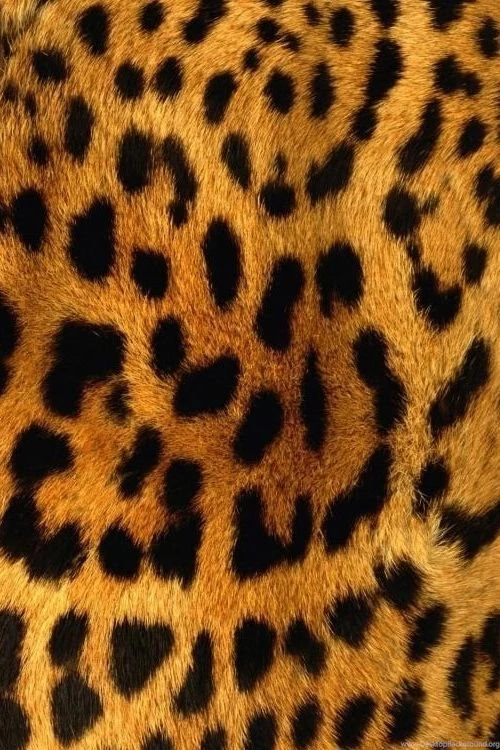 Animal Texture Lessons TES