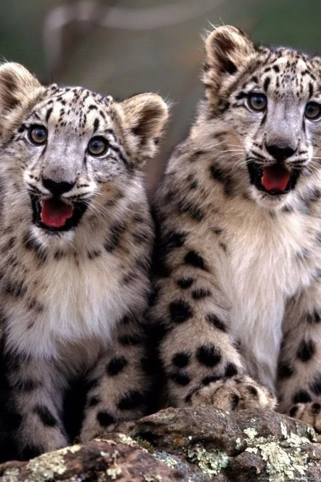 640x960 Baby Cheetah Iphone 4 Wallpapers