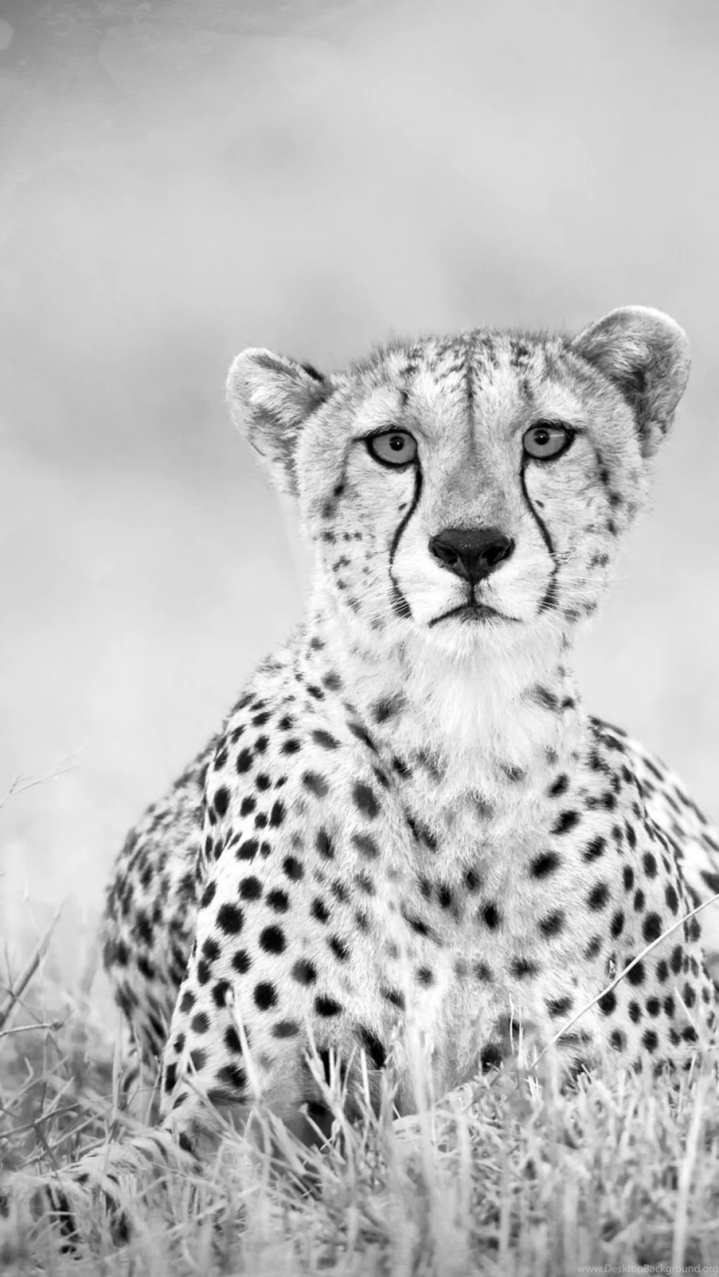 iPhone 6 Plus Animal/Cheetah Wallpapers ID: 83502