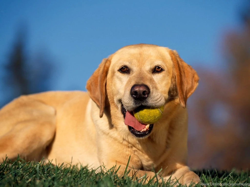 Break Time Yellow Labrador Wallpapers Hd Wallpapers PowerballForLife