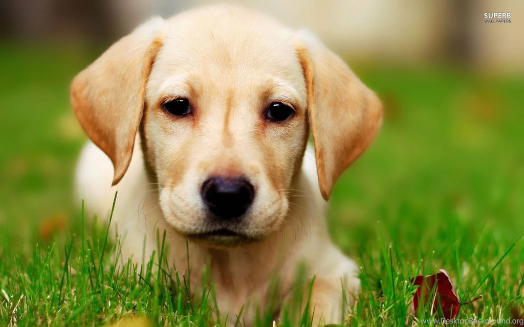 Yellow Labrador Wallpaper.