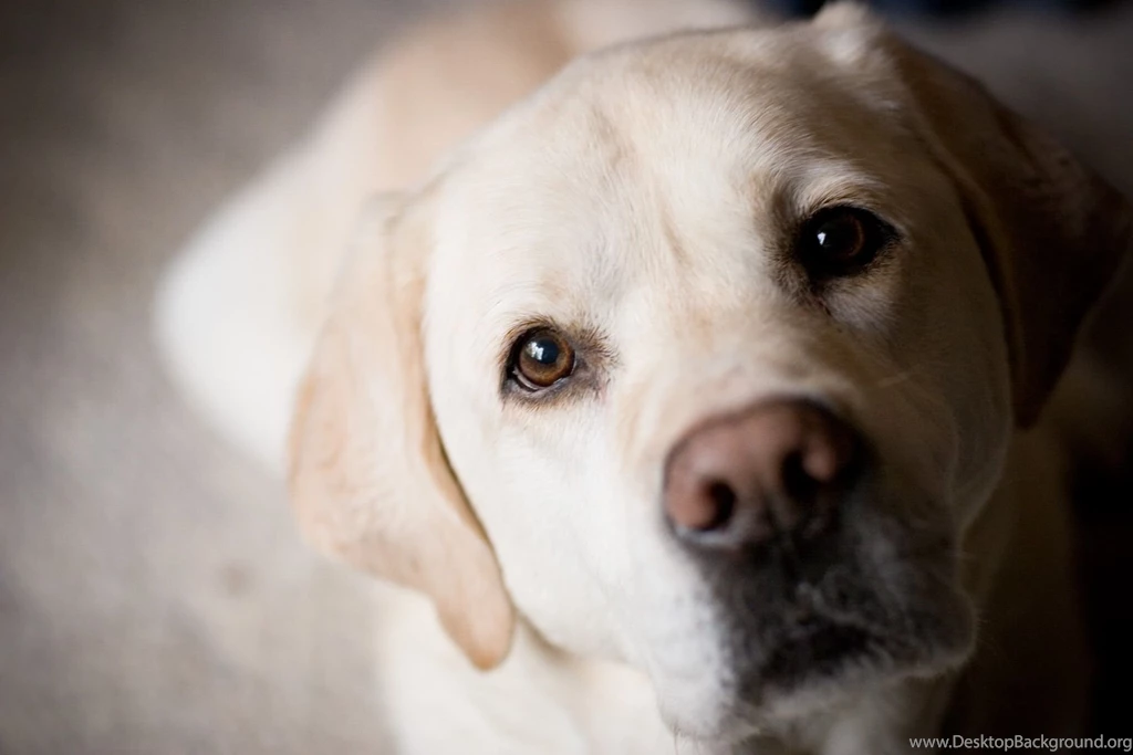 Free Labrador Retriever Wallpapers HD Desktop