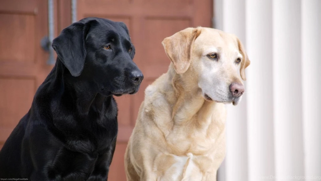 44 Labrador Retriever HD Wallpapers