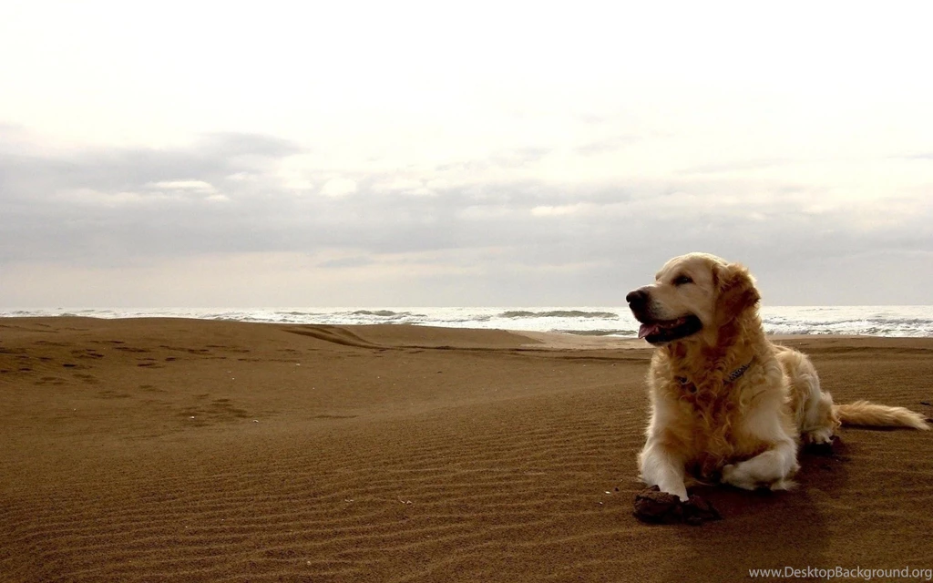 Labrador Wallpapers HD
