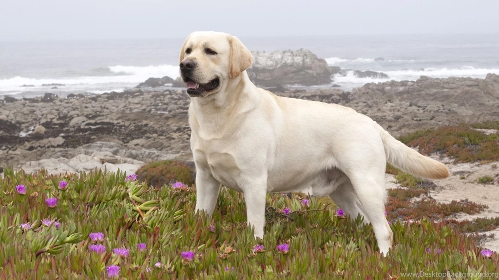 Page 2: Full HD 1080p Labrador Wallpapers HD, Desktop Backgrounds ...