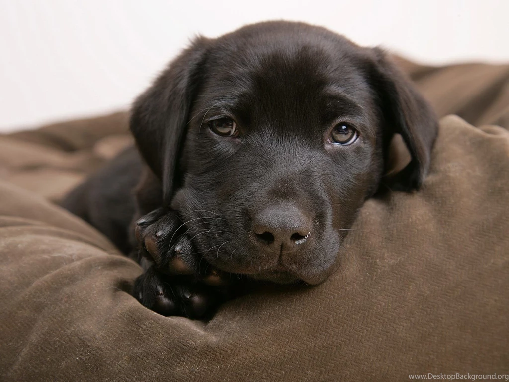 Puppies Little Labrador   PowerballForLife