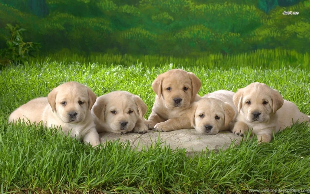Labrador Retriever Wallpapers For Desktop The Dog Wallpapers ...