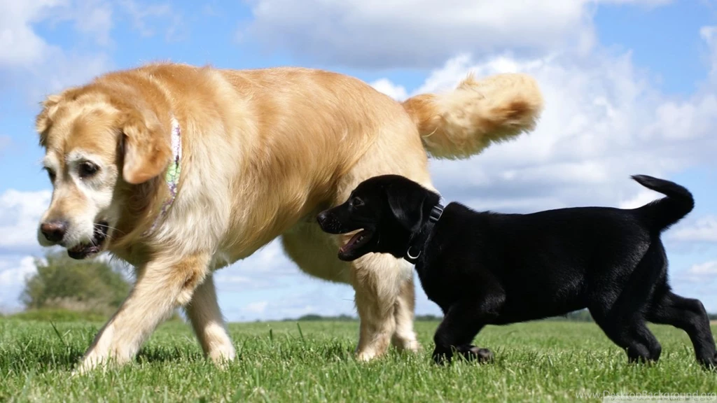 Golden And Labrador Retriever HD Desktop Wallpapers : High ...