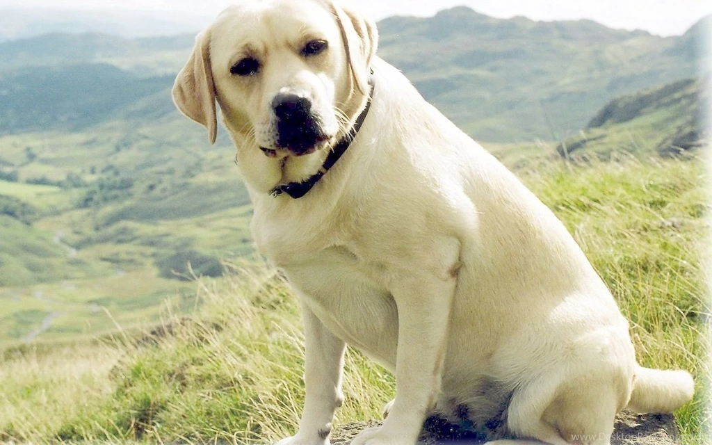 Labrador Retrieve 1920x1200 Wallpapers,Labrador Retrieve 1920x1200 ...