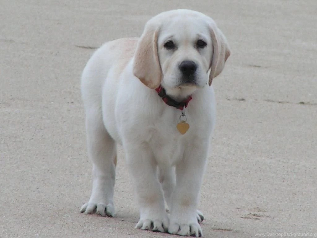 Cute Pet Puppy Wallpapers Jpg PowerballForLife