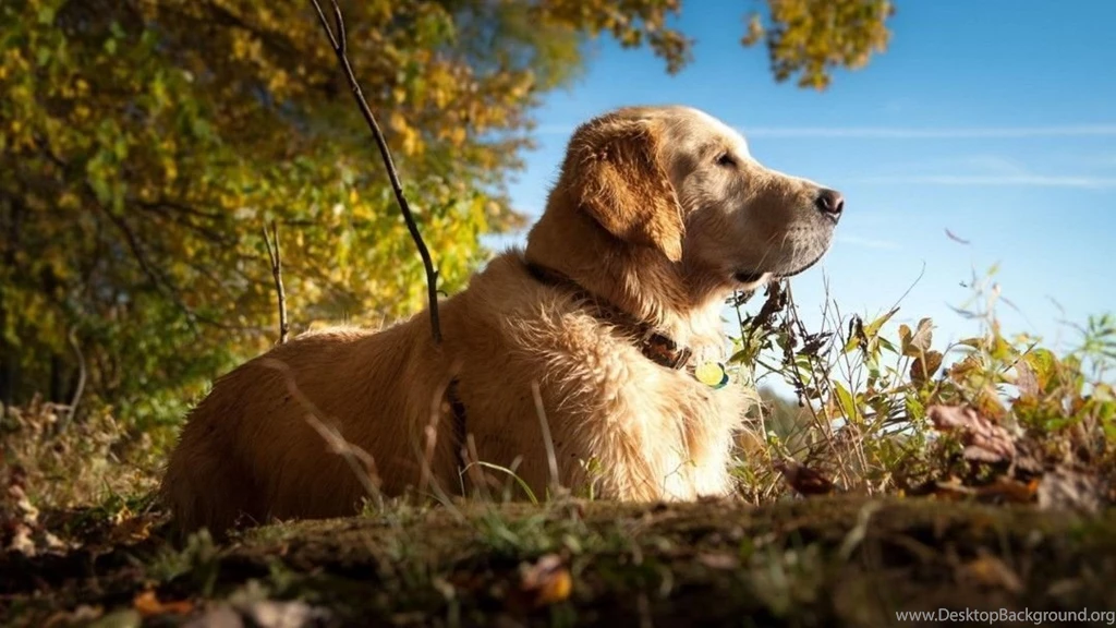 Labrador Wallpapers A5 Wallpapers