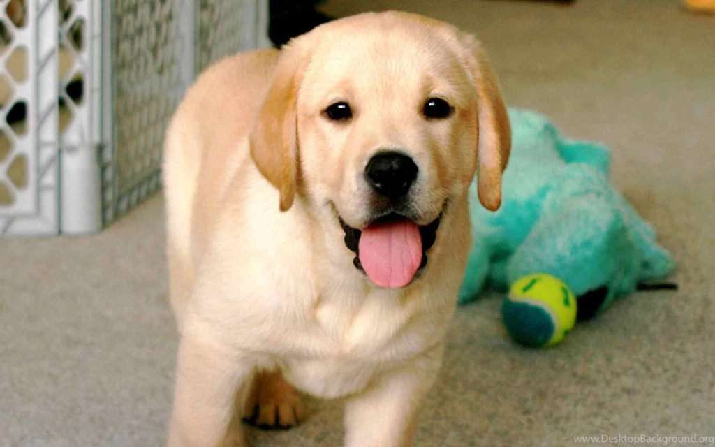 Yellow Lab Wallpapers