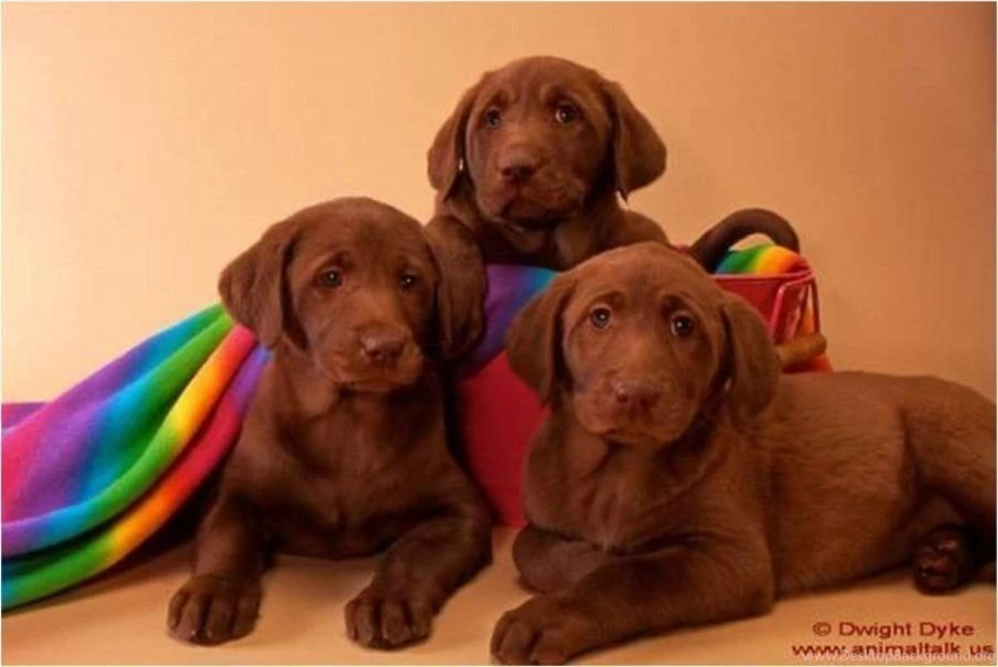 Chocolate Labrador Wallpapers Forwallpapers Com PowerballForLife